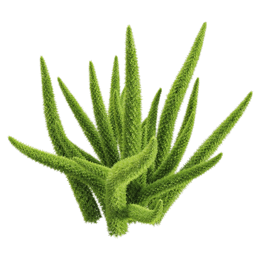 decoration - Asparagus densiflorus 3 3D Model