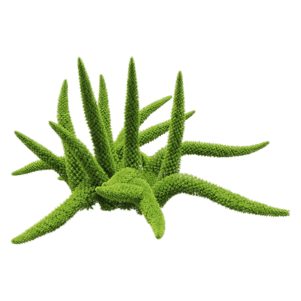 decoration - Asparagus densiflorus 5 3D Model
