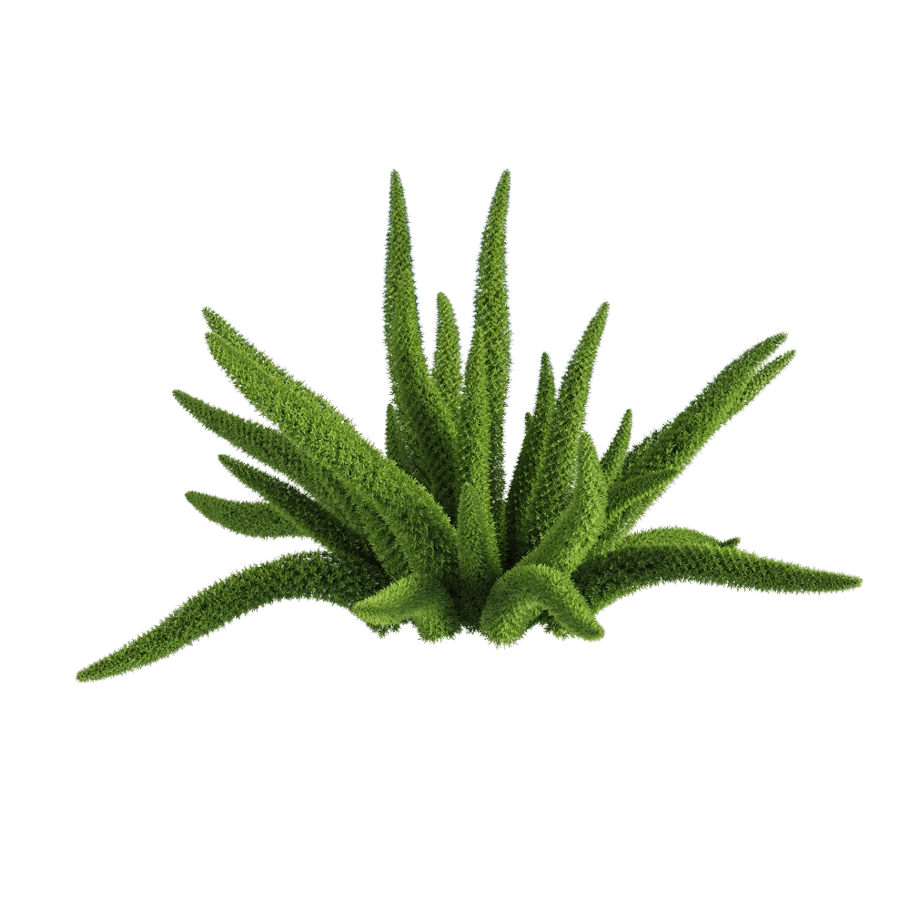 decoration - Asparagus densiflorus 6 3D Model
