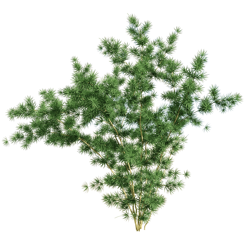 decoration - Asparagus retrofractus 1 3D Model