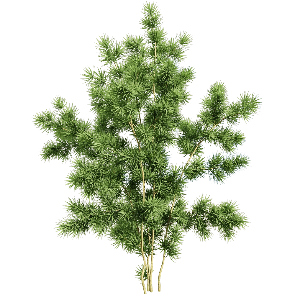 decoration - Asparagus retrofractus 2 3D Model