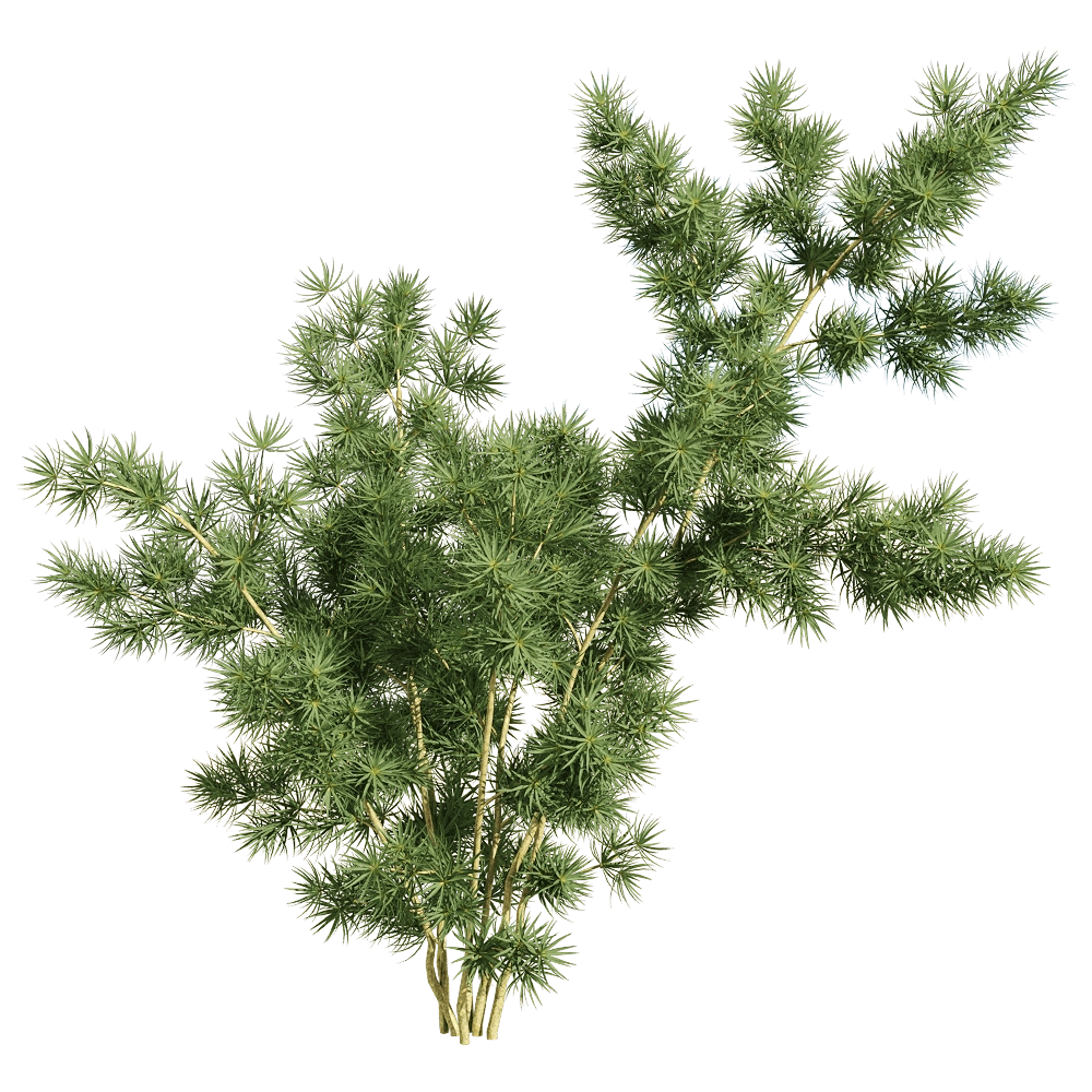 decoration - Asparagus retrofractus 3 3D Model