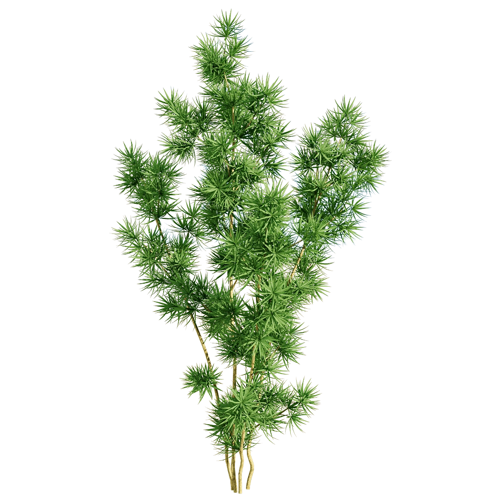 decoration - Asparagus retrofractus 5 3D Model