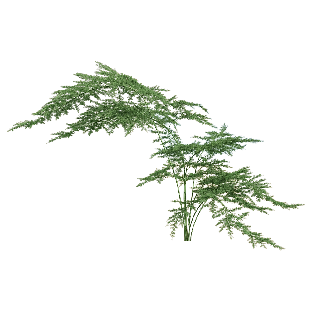decoration - Asparagus setaceus 1 3D Model