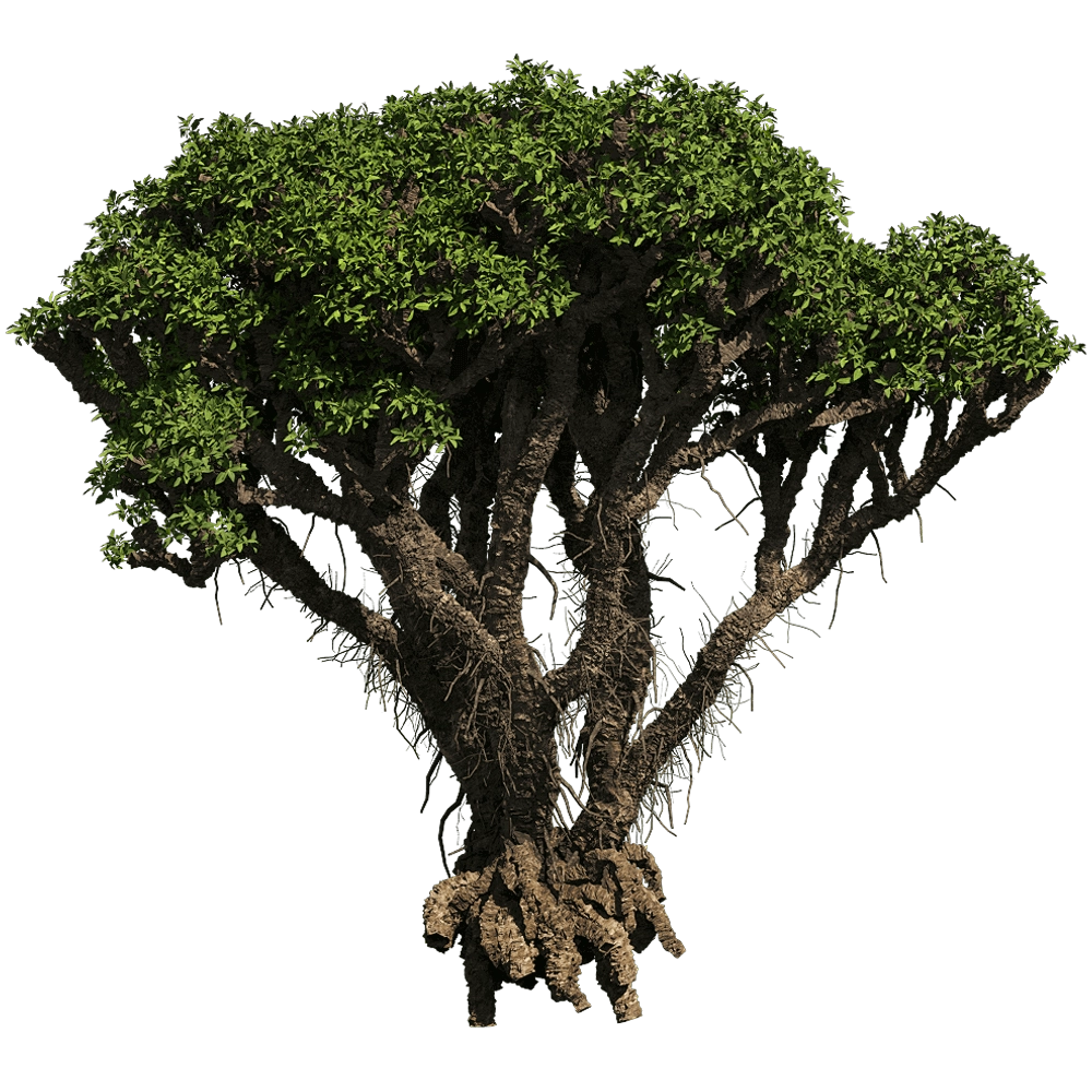 decoration - Avicennia Marina 01 01 3D Model