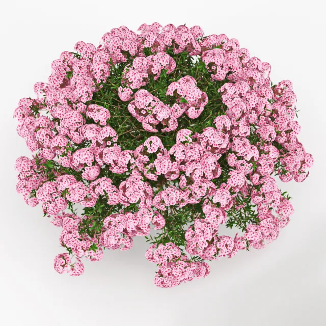 decoration - Azalea 3D Model