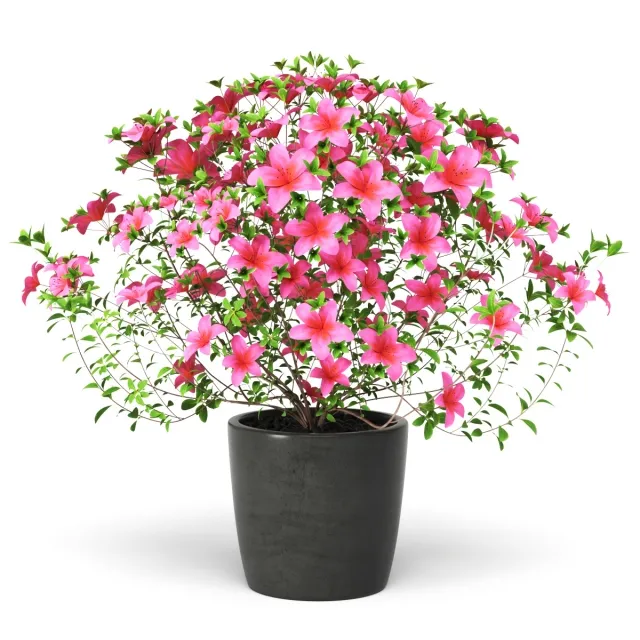 decoration - Azalea Plant 3D Model