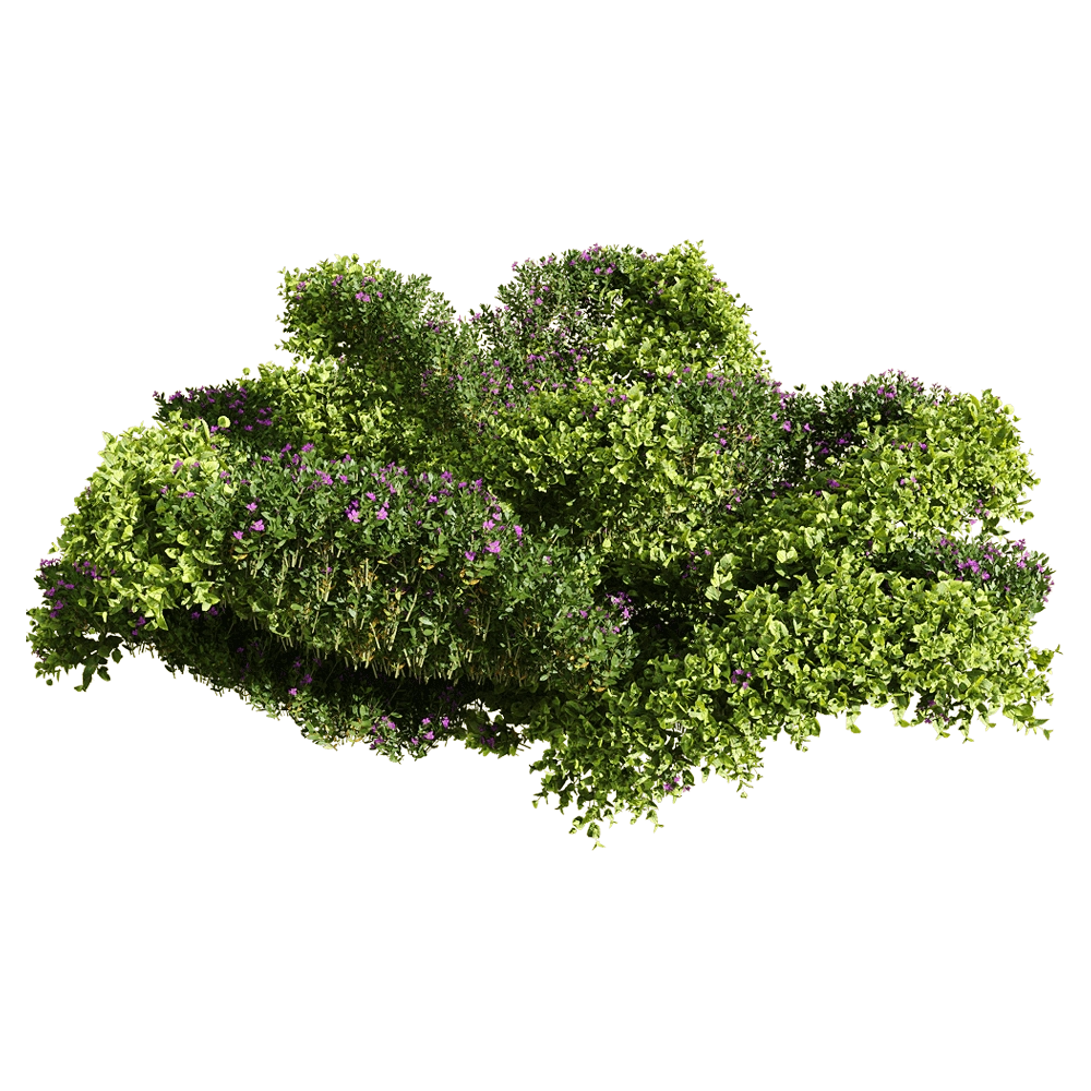 decoration - Bacopa diffusa 1 3D Model