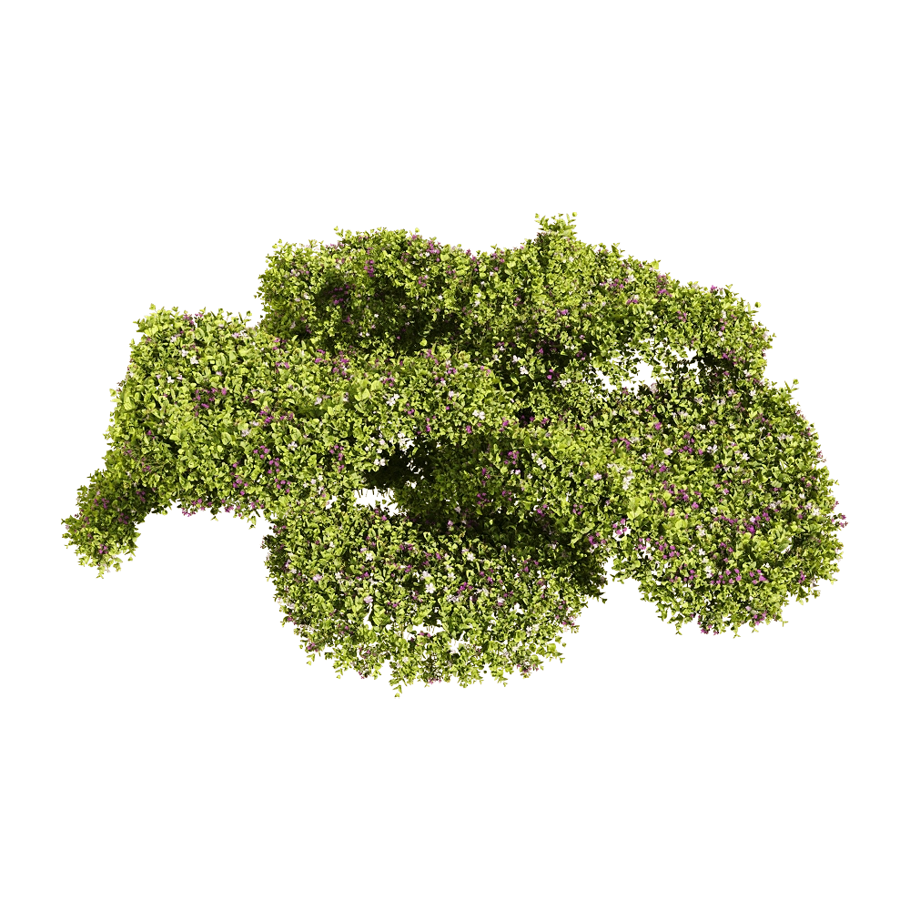 decoration - Bacopa diffusa 2 3D Model