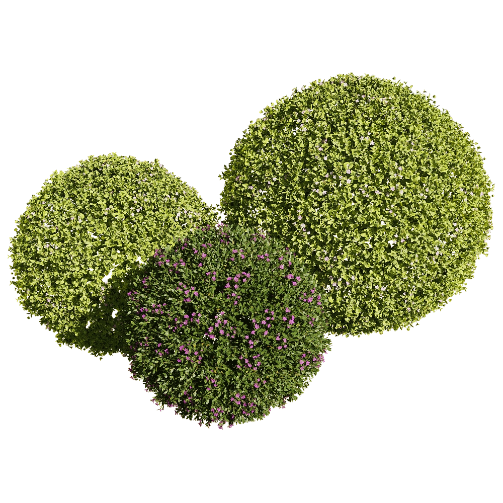 decoration - Bacopa diffusa 4 3D Model