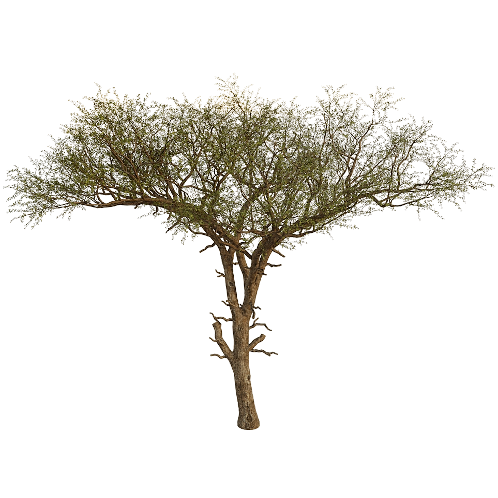 decoration - Balanites Aegyptiaca 01 02 3D Model