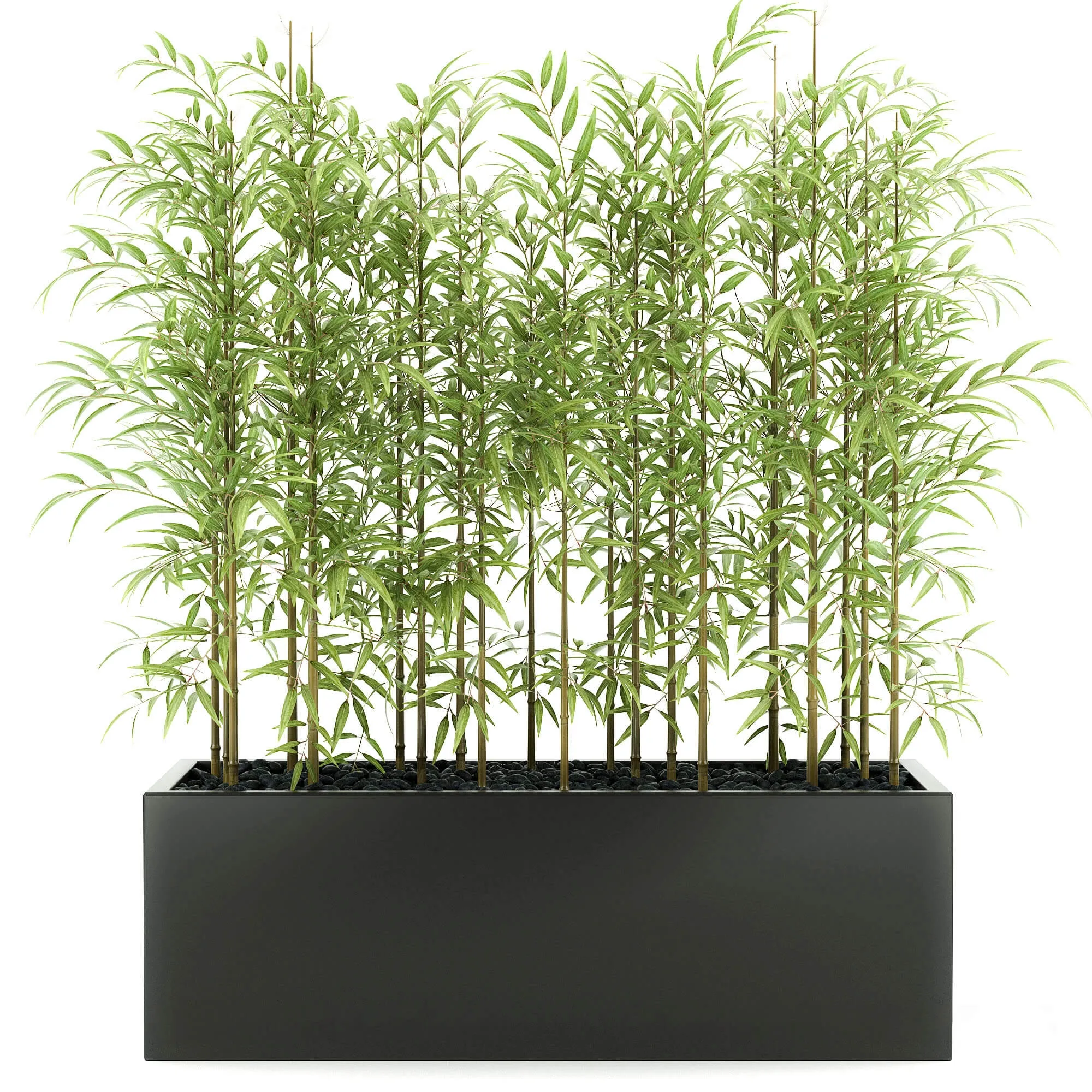 decoration - Bamboo plants 03 3D Model