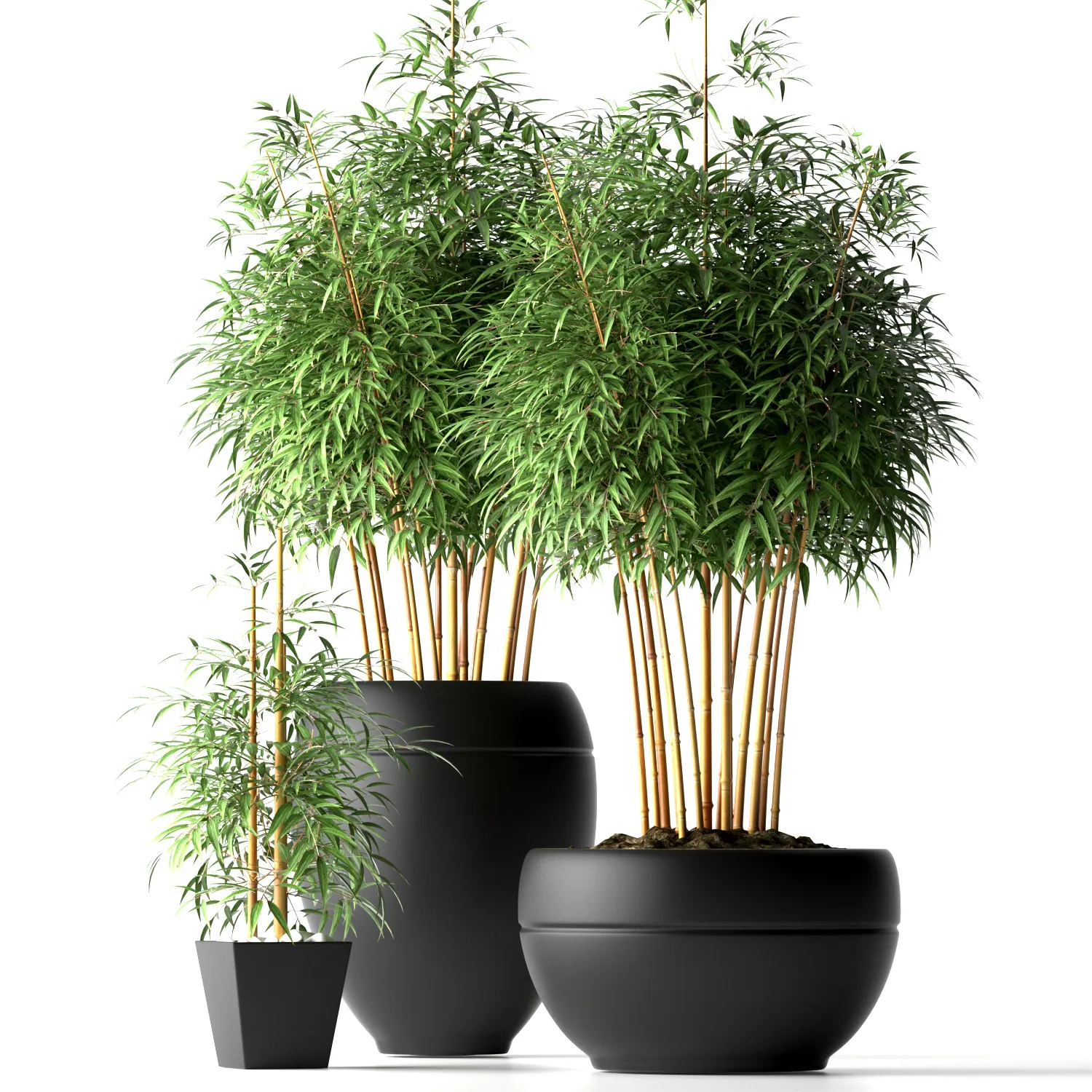 decoration - Bamboo plants 04 3D Model