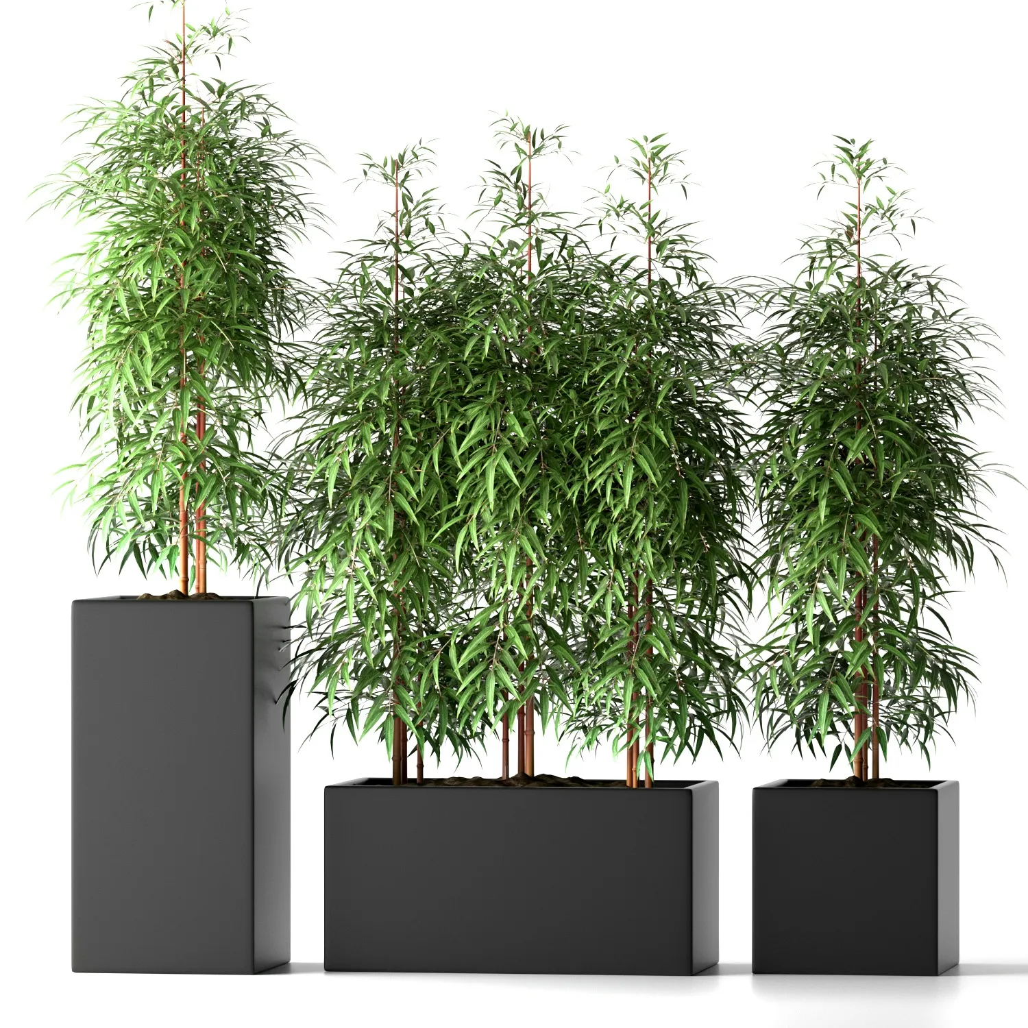 decoration - Bamboo plants 20 3D Model