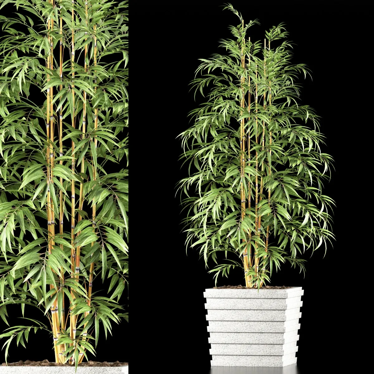 decoration - Bamboo plants 21 3D Model