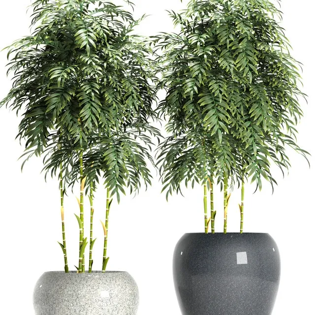 decoration - BAMBOO PLANTS 96 3D Model