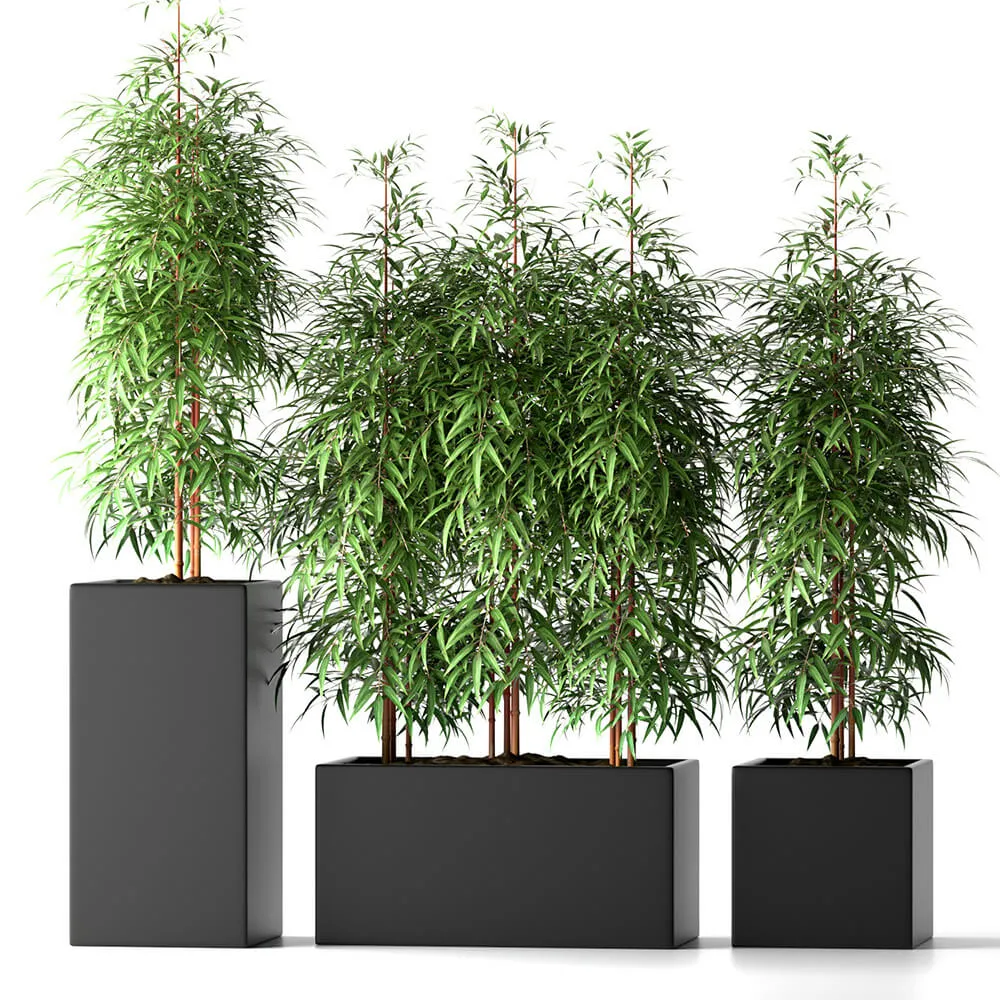 decoration - Bamboo tree-plants 3D Model