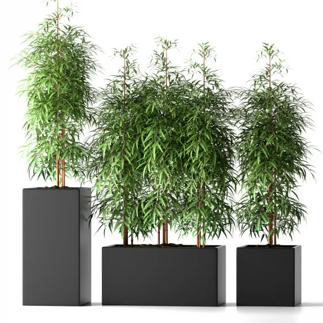 decoration - BAMBOO_PLANTS 20 3D Model