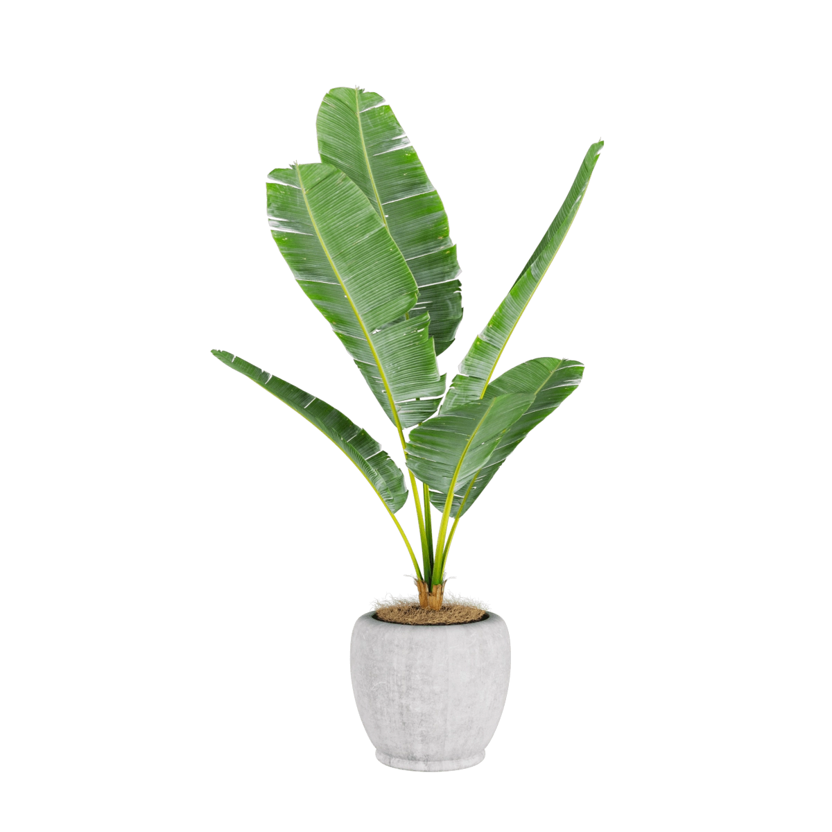decoration - Banana plant 3 3D Model