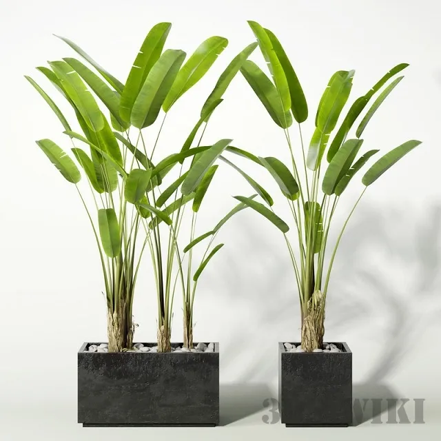 decoration - Banana tree in a pot 3D Model
