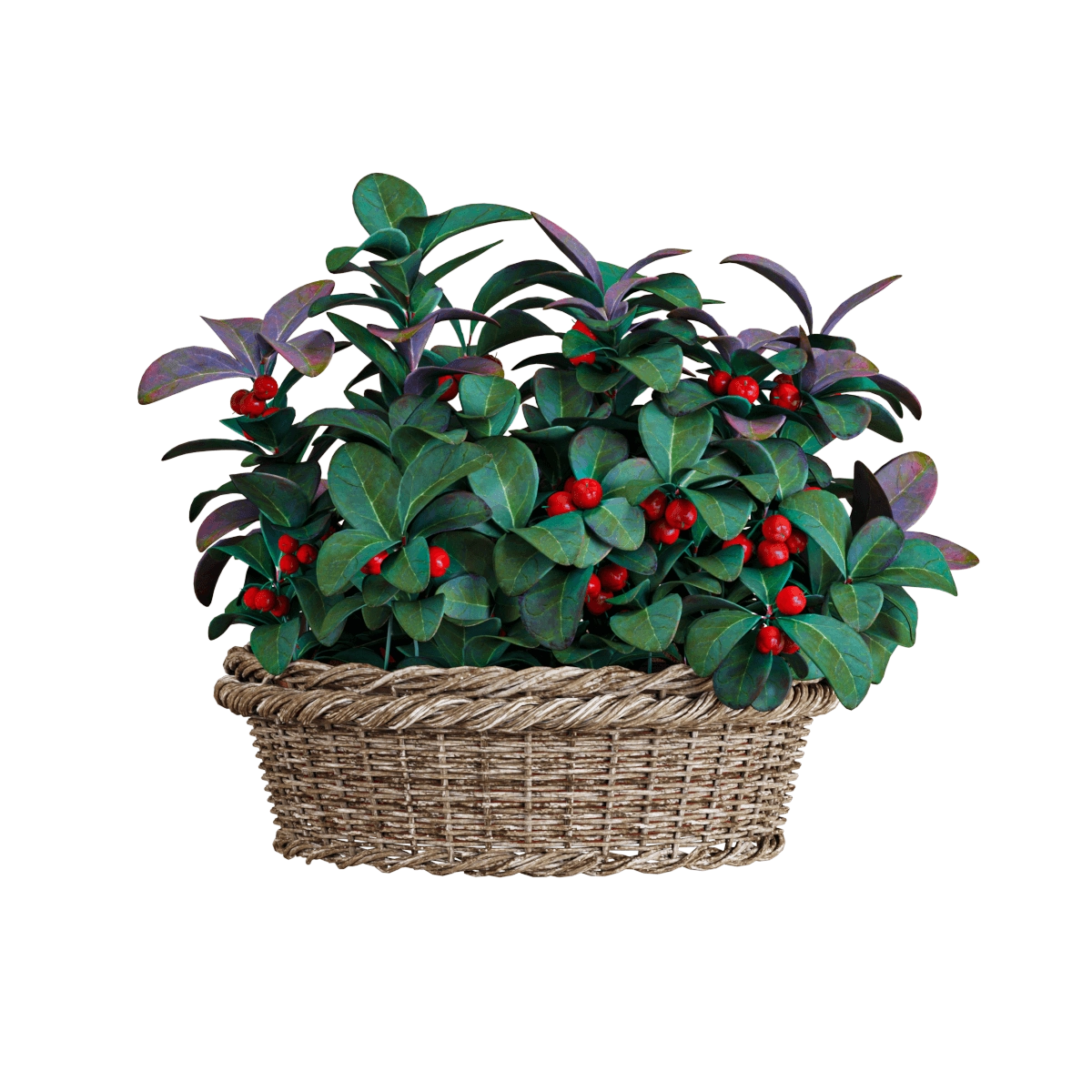 decoration - Basket of plant Gaultheria 3D Model