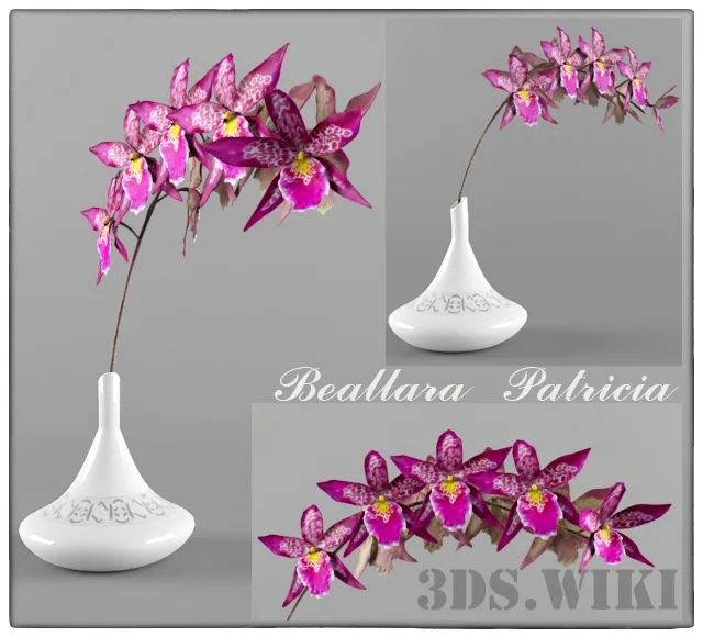 decoration - Beallara Cambria Orchid 3D Model