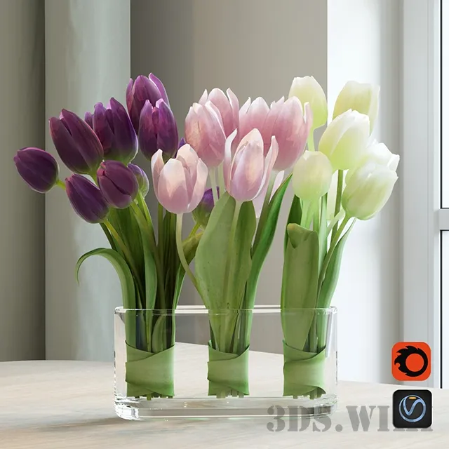 decoration - Beautiful bicolor tulips 3D Model