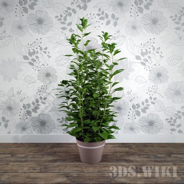 decoration - Beautiful houseplant 3D Model
