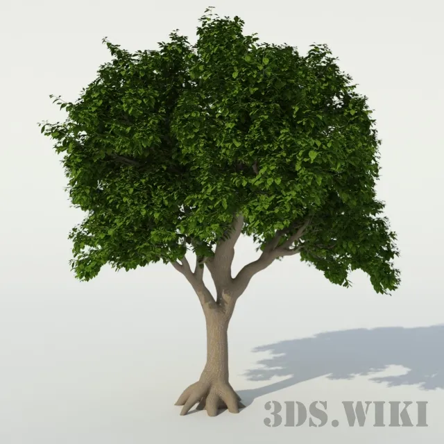 decoration - Beautiful houseplant tree 3D Model