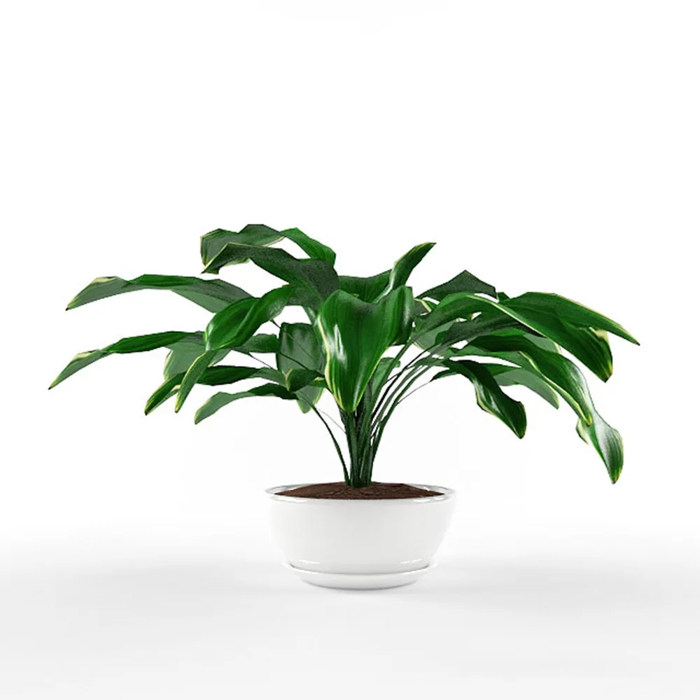decoration - Beautiful plant with large leaves 3D Model
