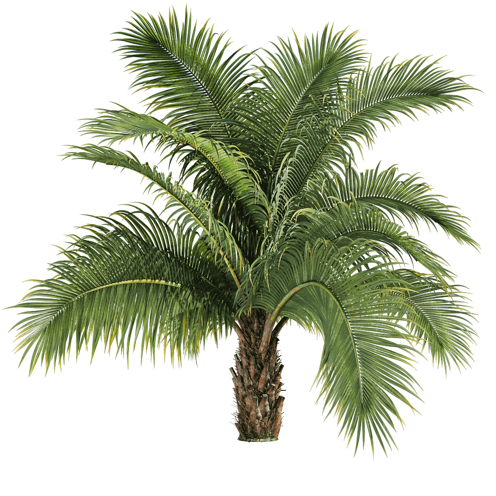 decoration - Beccariophoenix alfredii 1 H 3D Model