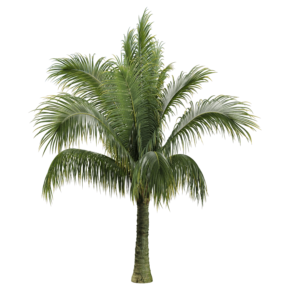 decoration - Beccariophoenix alfredii 2 3D Model