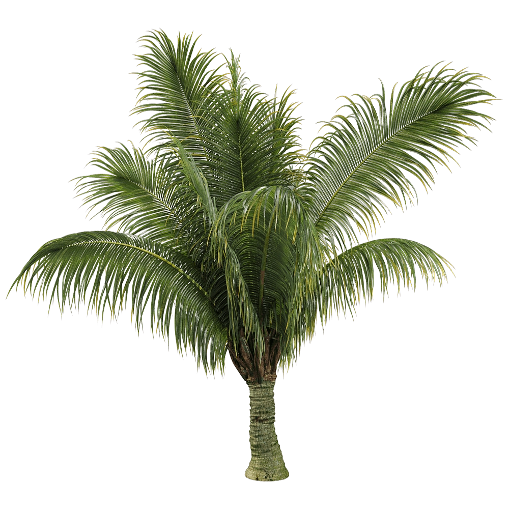 decoration - Beccariophoenix alfredii 3 3D Model