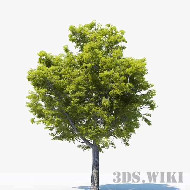decoration - Big oak 3D Model