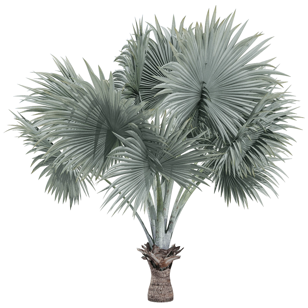 decoration - Bismarckia nobilis 2 3D Model