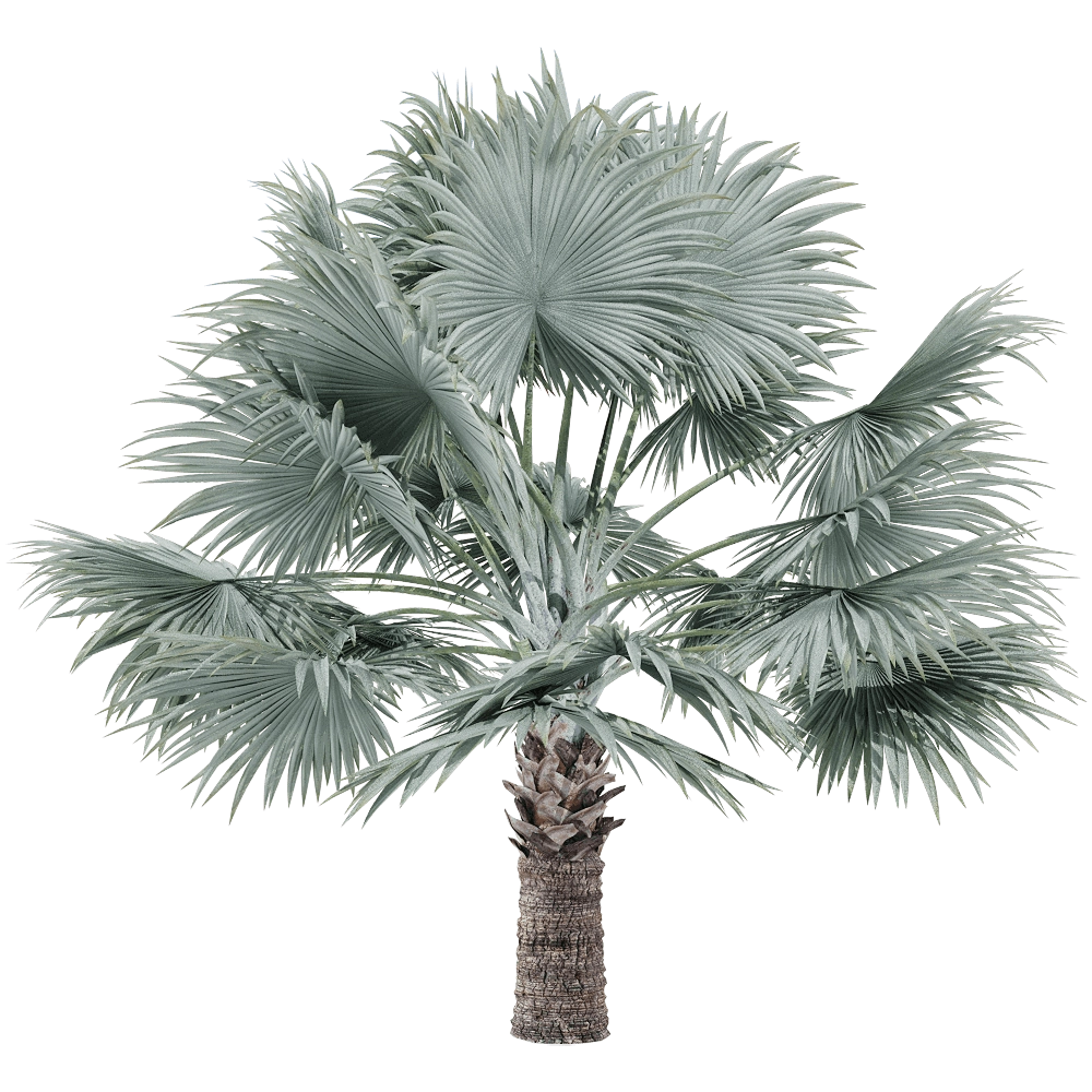 decoration - Bismarckia nobilis 3 3D Model
