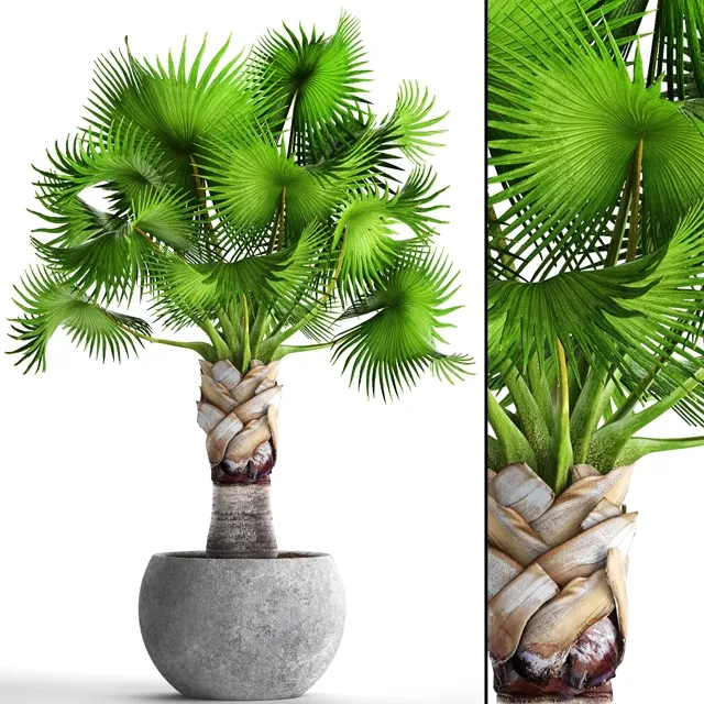 decoration - Bismarckia Nobilis 3D Model