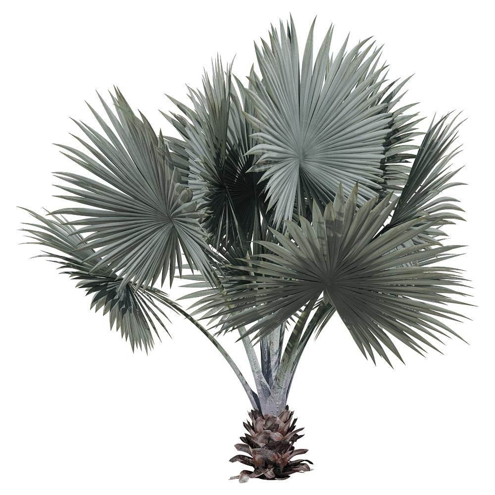 decoration - Bismarckia nobilis H 3D Model