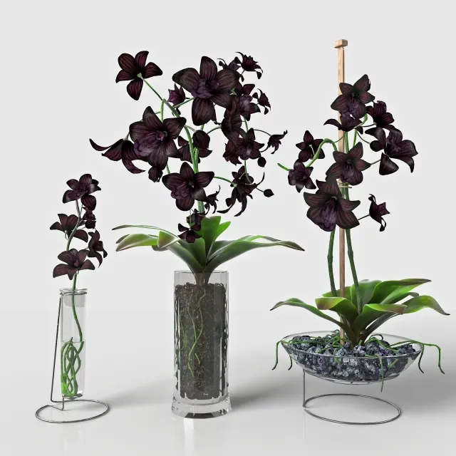 decoration - Black Orchid 3D Model