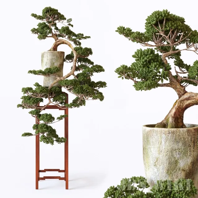 decoration - Bonsai 01 3D Model