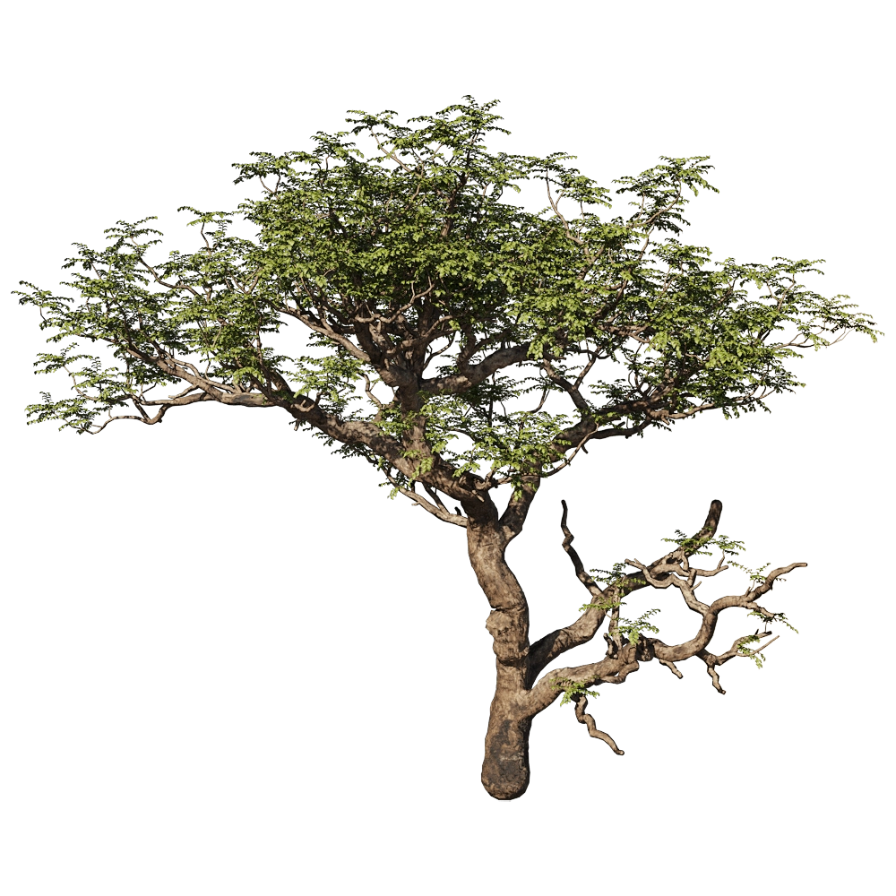 decoration - Boswellia Sacra 01 01 3D Model