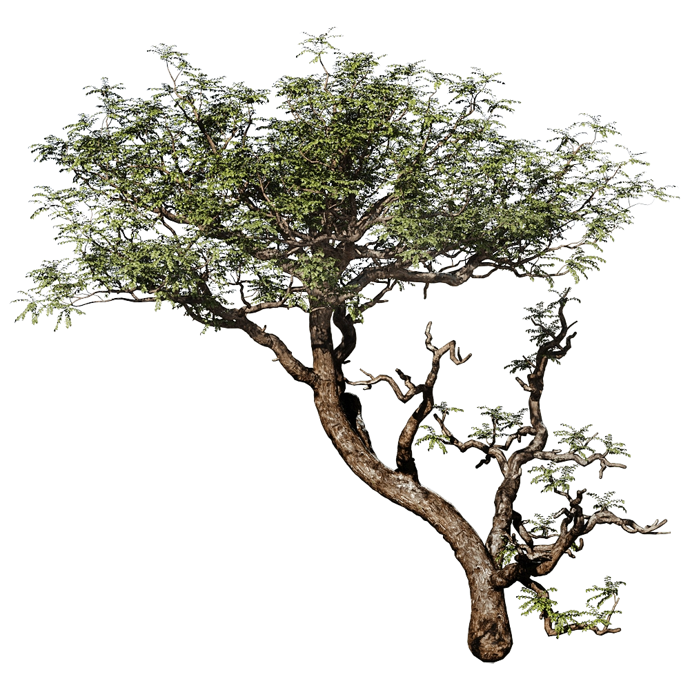 decoration - Boswellia Sacra 01 02 3D Model