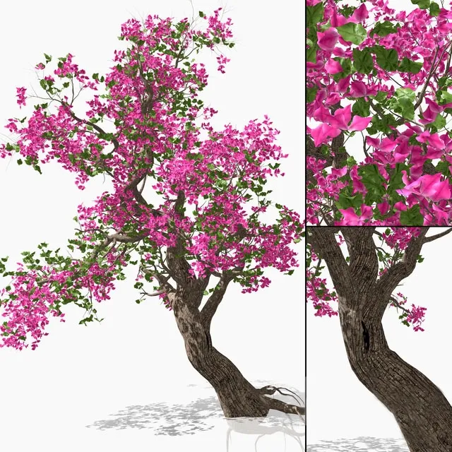 decoration - Bougainvillea 3D Model
