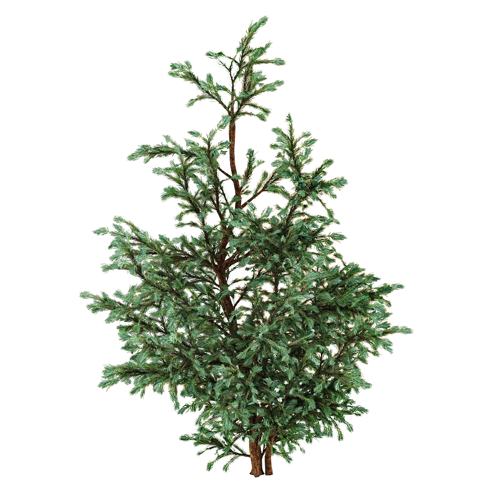 decoration - Boulevard Cypress 01 01 3D Model