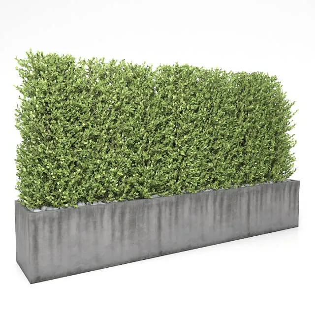 decoration - Boxwood - hedge 1 3D Model