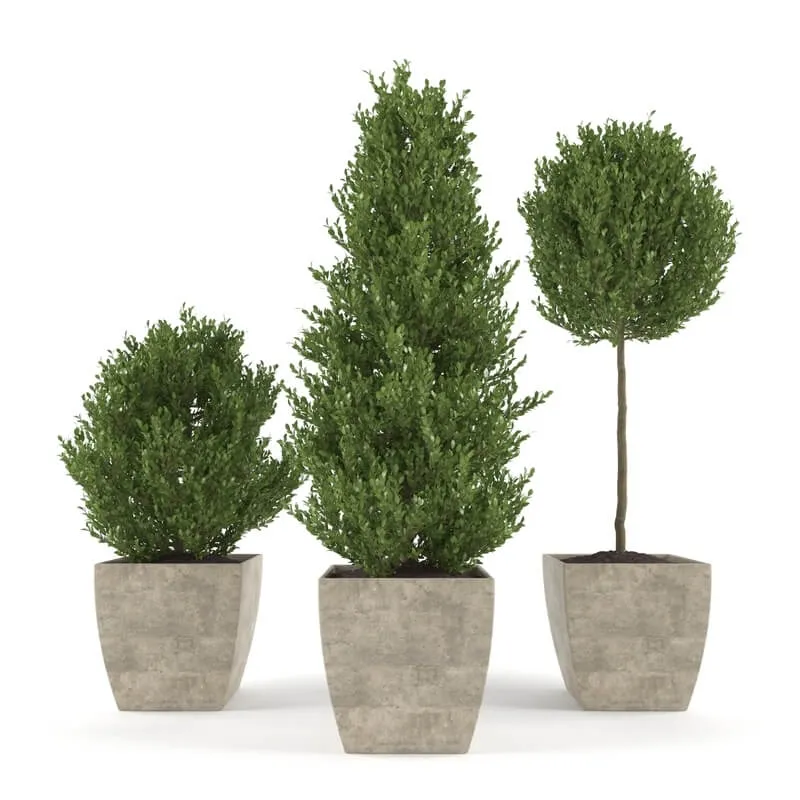 decoration - Boxwood - Set 1 3D Model