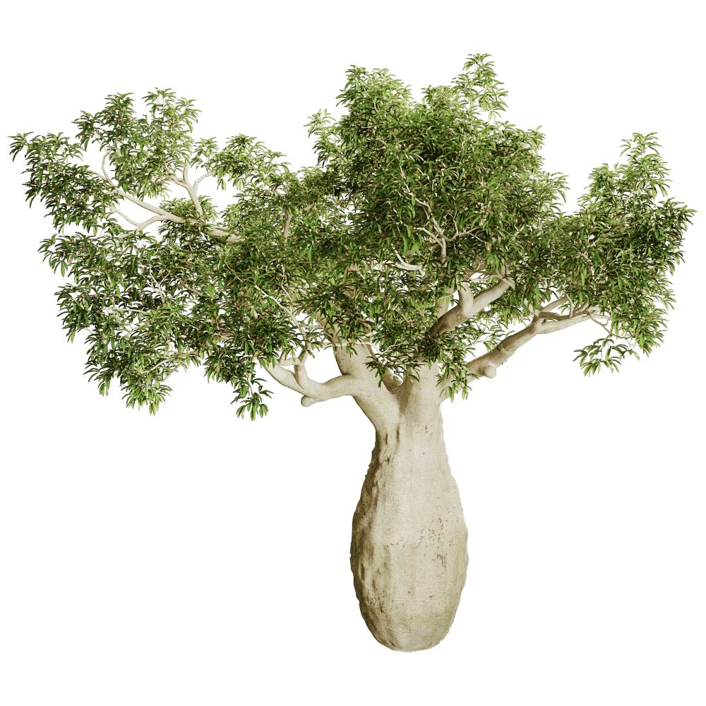 decoration - Brachychiton Rupestris 01 01 3D Model