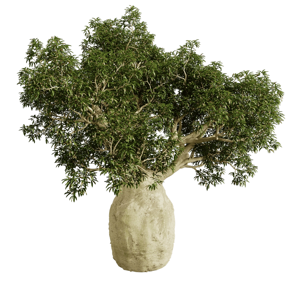 decoration - Brachychiton Rupestris 01 02 3D Model
