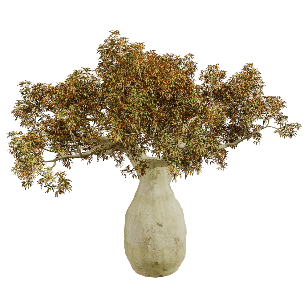 decoration - Brachychiton Rupestris 01 03 3D Model