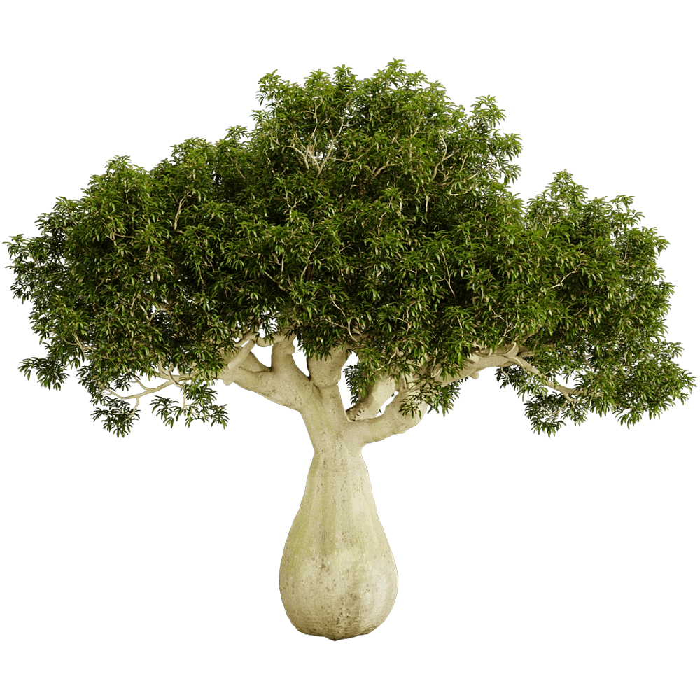 decoration - Brachychiton Rupestris 01 04 3D Model